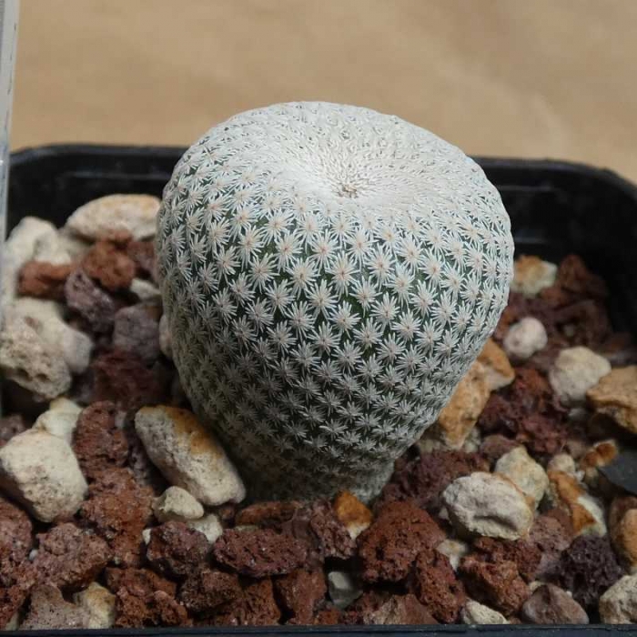 Epithelantha bokei Cuatromilpas-1